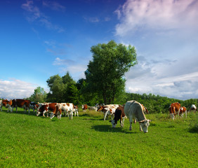 Cows grazing on a green summer meadow