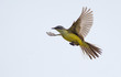 Western yellow wagtail in flight