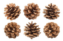 Pine Cones Isolated On A White Background, With Clipping Path