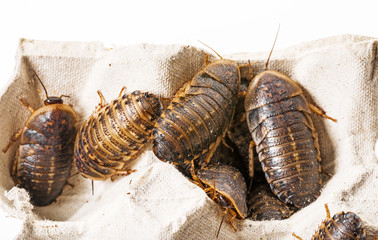 cockroach - Blaptica dubia