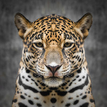 Jaguar Face Close Up
