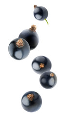 Poster - Isolated falling black currants