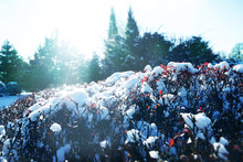 Beautiful Bushes Covered With Snow On Sunny Winter Day, Closeup