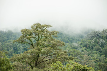 tropical rainforest in  Hala-Bala Wildlife Sanctuary of Thailand