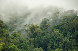 Fototapeta  - tropical rainforest in  Hala-Bala Wildlife Sanctuary of Thailand