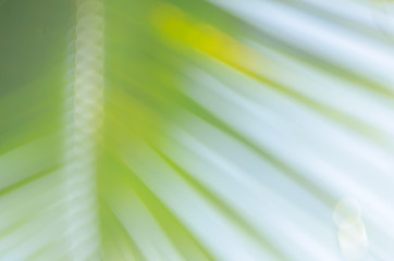 Copy space of blur palm leaf on blue sky and white clouds with bokeh sun ligth abstract texture background.