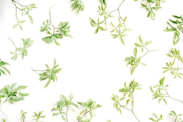 Wall Mural - green leaves frame on white background. flat lay.