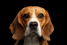 Close-up Portrait Of Young Beagle Dog Looking In Camera On Isolated Black Background, Front View