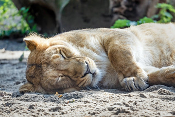 lioness resting on the ground