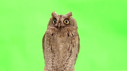 Sticker - European scops owl on green screen