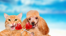 Cat And Dog  Holding In Paws Sweet Tasty Lollipop In The Shape Of Heart.