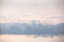 Beautiful Autumn Foggy Morning. Aerial View, Flock Of Swans Flying.