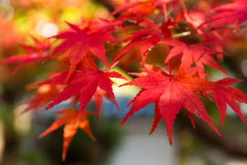 autumn maple tree