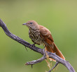 © FotoRequest - Brown Thrasher