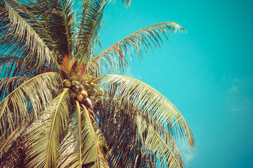 Copy space of palm tree on blue sky background.