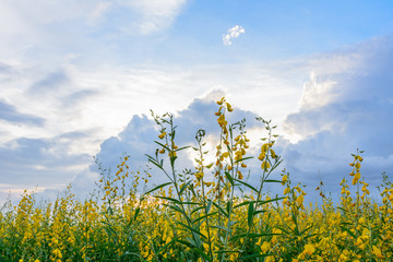 Wall Mural - crotalaria beautiful flower guard at sunset.