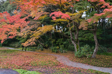 Wall Mural - Maple in autumn, Nara, Japan
