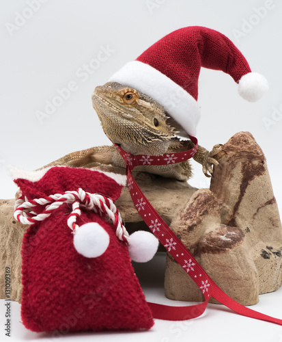 Christmas Lizard Stock Photo | Adobe Stock