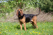 Portrait of nice bloodhound