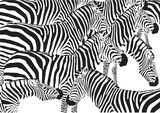 Fototapeta Konie - Set von Zebras auf einem weißen Hintergrund