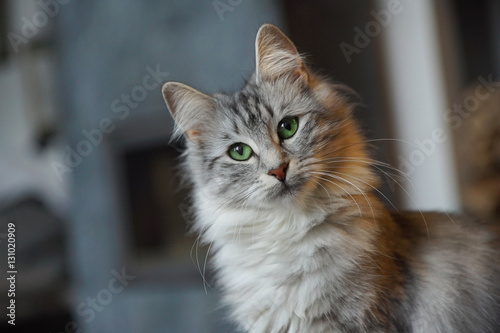 Plakat Portret młodego norweskiego kota leśnego