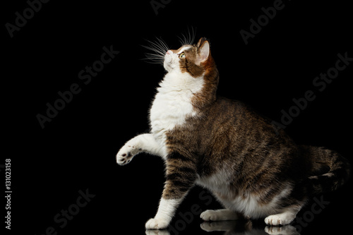 Featured image of post Cat Sitting Sideview With cat sitting opportunities in over 130 countries feline fans like you can stay with furry friends cat sitting with trustedhousesitters