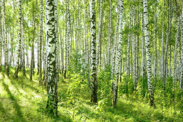 Wall Mural - summer in sunny birch forest