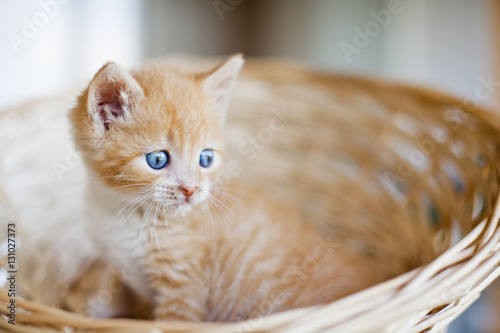 Funny Kitten Ginger Kitten With White Chest Long Haired Red