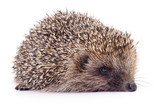 Fototapeta Zwierzęta - Small hedgehog isolated