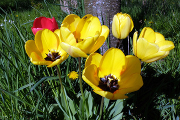 Bunte Tulpen