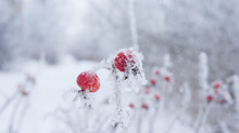 Rose Hips In Frost And Snow Flakes.