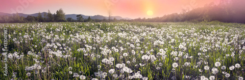 Fotografering  Dandelions at sunrise