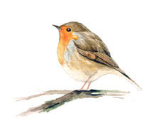Robin Redbreast Bird On The Branch, European Robin. Hand Drawn, Watercolor Animal Illustration.
