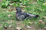 Fototapeta Dmuchawce - One pigeon sit on the grass