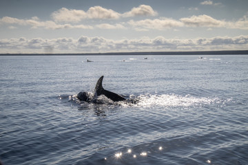 Bottlenose Dolphin, Galapagos