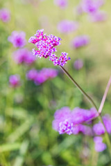 Wall Mural - Verbena flowers in Thai