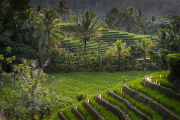 Bali Rice Fields. The village of Belimbing, Bali, boasts some of the most beautiful and dramatic rice terraces in all of Indonesia. Morning light is a wonderful time to photograph the landscape.