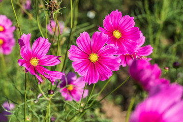 Poster - Beautiful cosmos flowers