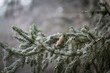 © milosz_g - Spruce tree branch with cone and rime