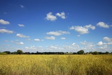 Rice Field And Yellow Grass With Blue Sky And With Cloud Landscape Background. Soft Focus.