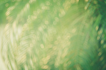 Wall Mural - copy space of nature green bokeh sun light flare and blur palm leaf abstract texture background.
