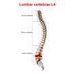 Lumbar vertebrae L4