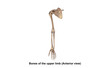 © 7activestudio - Bones of the upper limb