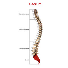 Wall Mural - Sacrum