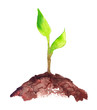 Fresh green sapling with two green leaves growing out of pile of brown earth painted in watercolor on clean white background