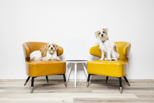 Two Little Dogs Sitting On Armchairs