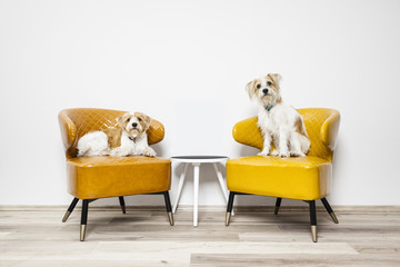 two little dogs sitting on armchairs