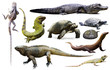 set of reptiles isolated