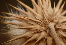 Back View Of Dry Artichoke Flower, Cynara Cardunculus