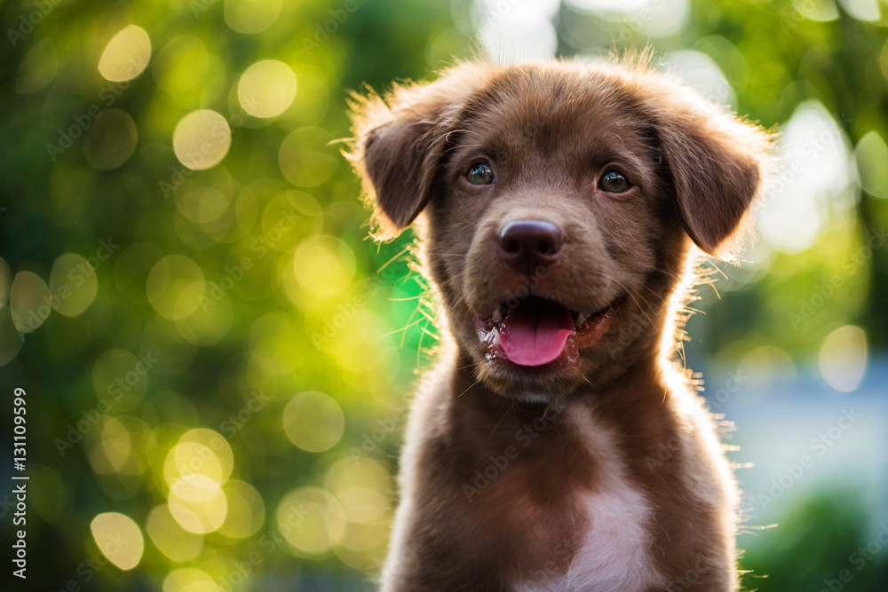 Portrait of brown puppy with bokeh background - obrazy, fototapety, plakaty 